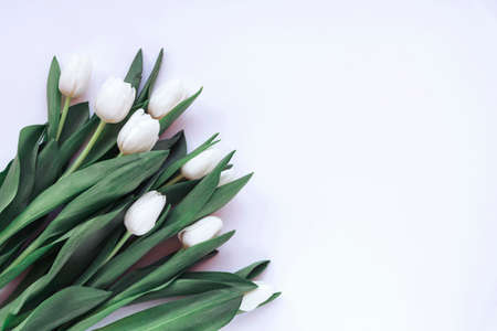 White tulips, spring festive background. Top view, flat lay, copy space.の写真素材