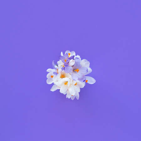 Bunch of crocuses on purple background. Top view, flat lay. Spring concept.の写真素材