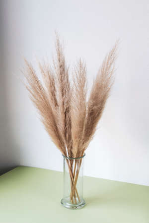Dry pampas grass reed in glass vase. Minimal interior decoration concept.の写真素材