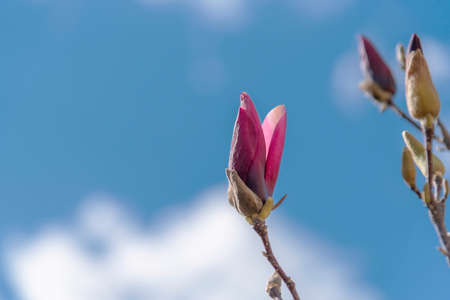 Magnolia bud on blue sky background, close up.の写真素材