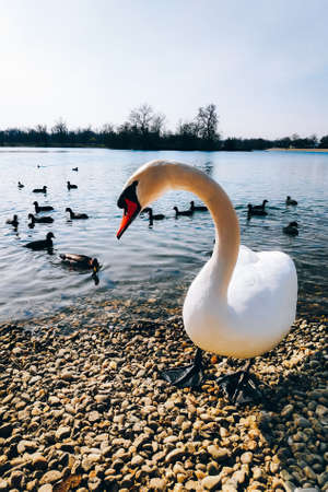 White swan on the beach in sunny day. Flock of wild ducks on the background.の写真素材