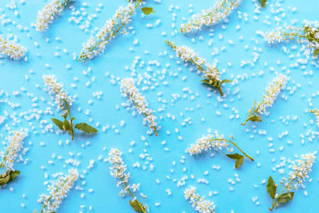 Pattern made of Byttneria white fragrant flowers, Buddleja paniculata on teal blue background. Top view, flat lay.の写真素材