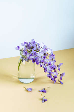 Purple wisteria flowers in glass vase on beige table against white wallの写真素材