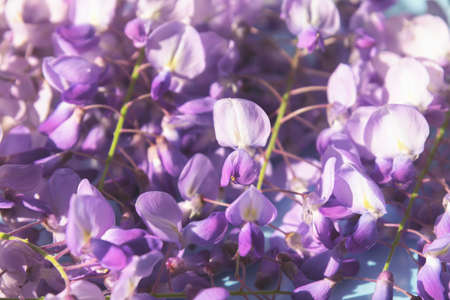 Purple wisteria floral background. Beautiful spring flowers.の写真素材