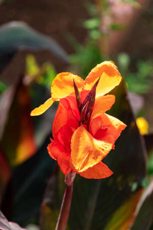 Canna indica, commonly known as Indian shot, African arrowroot, or Sierra Leone arrowroot. Close up.の写真素材