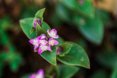 Beautiful purple flower Tradescantia cerinthoides Kunth, close up.の写真素材