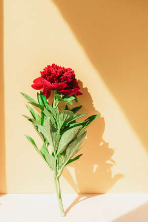 Red peony on yellow background with harsh shadowsの写真素材