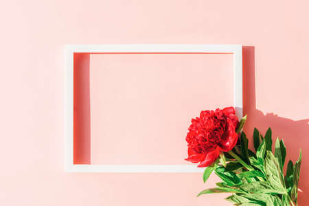 Red peony flower on pastel pink background with white picture frame. Flat lay, top view, mock up.