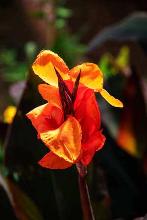 Canna indica, Indian shot, African arrowroot, or Sierra Leone arrowroot. Close up.の写真素材