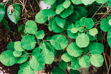 Green leaves, beautiful natural background. Close up.の写真素材