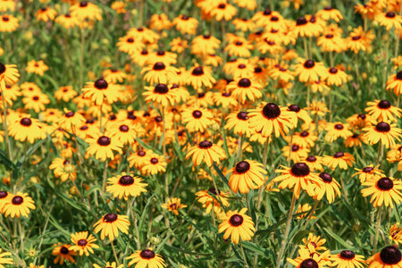 Blooming yellow Echinacea flowers. Beautiful natural background. Selective focus.の写真素材
