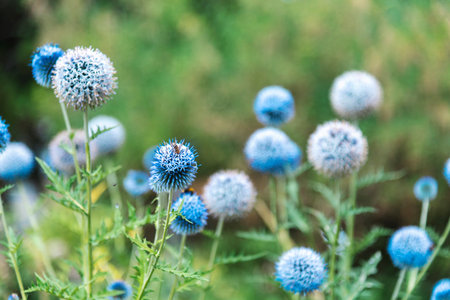 Globe Thistle Echinops bannaticus blue flowers, selective focus.