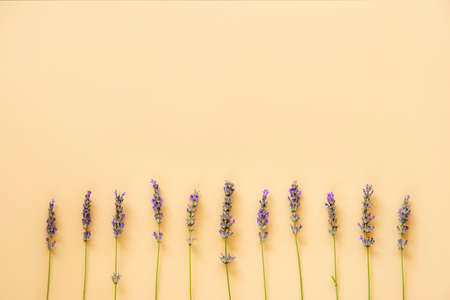 Lavender flowers in a neat row on pastel orange background. Flat lay, copy space.の写真素材