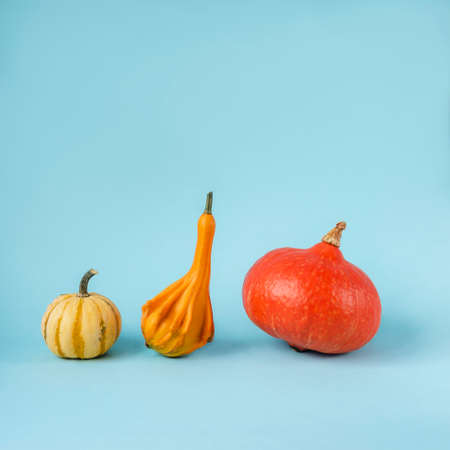 Three pumpkins and gourds of different shapes on light blue background. Front view. Thanksgiving conceptの写真素材