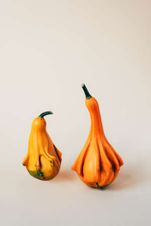Two decorative pumpkins on light neutral background. Thanksgiving concept. Front view.の写真素材