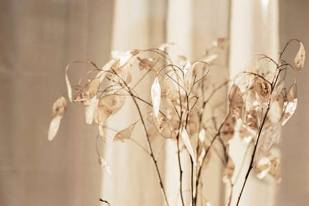 Bouquet of dried lunaria flowers in sunlight. Floral minimal home interior. Boho style home decor. Selective focus.の写真素材