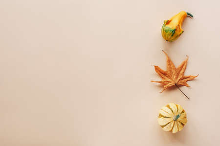 Yellow pumpkins and autumn leaf on a light beige background with copy space. Thanksgiving concept. Top view, flat lay.の写真素材