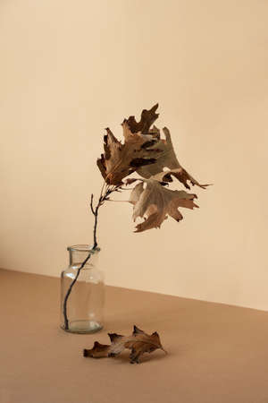 Dry oak branch in a vase on brown and light beige background. Autumn concept. Still life.の写真素材