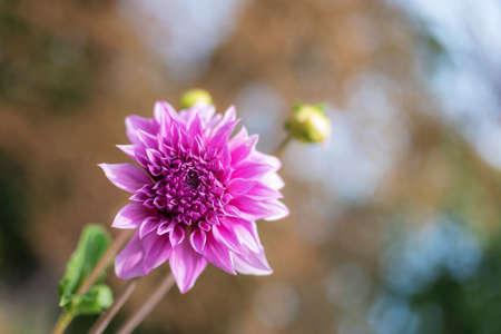 Blooming pink dahlia in autumn garden. Close up.の写真素材