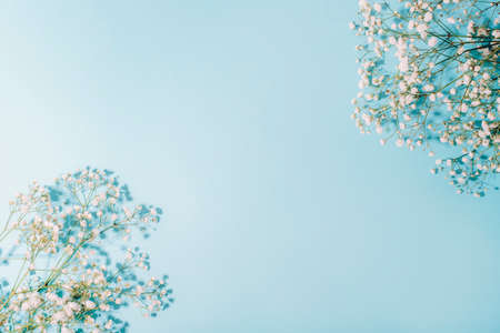 White gypsophila flowers on light blue background in sunlight. Top view, flat lay, copy spaceの写真素材