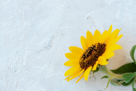 Yellow sunflower flower on white plaster background. Selective focus. Top view, copy space