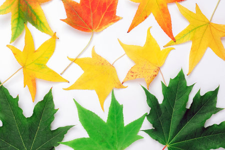 Green, yellow and red autumn leaves on white. Texture, background.