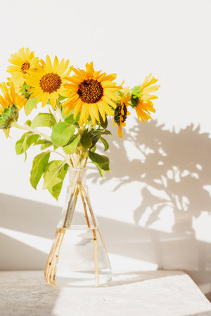 Bouquet of sunflowers in glass vase against white wall in sunlight. Closeup.の写真素材