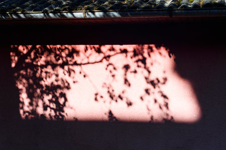 Sunlight shadow of tree leaves on dark-red wall of old house background.の写真素材