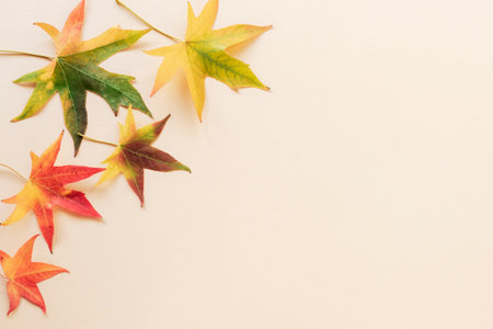 Colorful autumn leaves on light beige bascground. Top view, flat lay, copy space.の写真素材