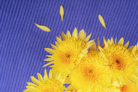Yellow chrysanthemum flowers on the background of blue knitted fabric. Top viewの写真素材