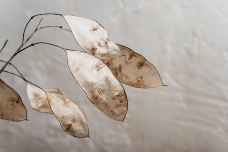 Dried lunaria flowers in sunlight. Floral minimal home interior. Boho style home decor. Selective focus.の写真素材