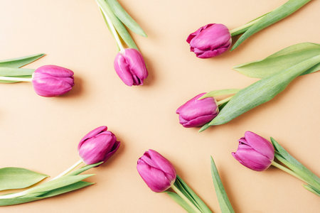 Purple tulips on a beige background. Texture, background.の写真素材