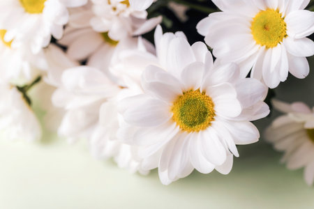 White chrysanthemum flowers on light green background. Closeup, copy spaceの写真素材