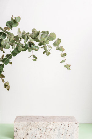 Podium made from natural stone, mock up for perfume or cosmetic, eucalyptus leaves. White and green background.の写真素材