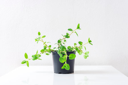 Fresh peppermint herb in a pot. Potted plant Mentha piperita on white tableの写真素材