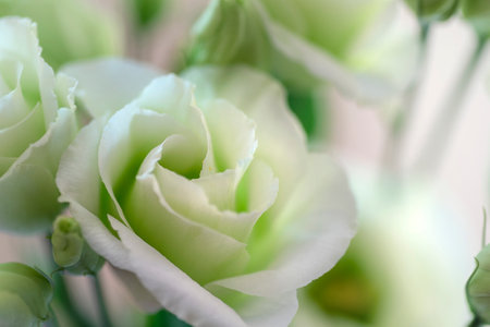 Eustoma grandiflorum white flower, closeup. Festive backgroundの写真素材