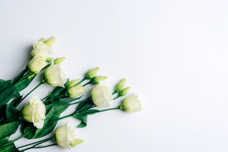 Eustoma grandiflorum flowers on white background, top view. Festive background, flat lay, copy space.の写真素材