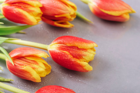 Red and yellow tulip flowers with dew drops on gray background. Spring holidays concept. Top viewの写真素材