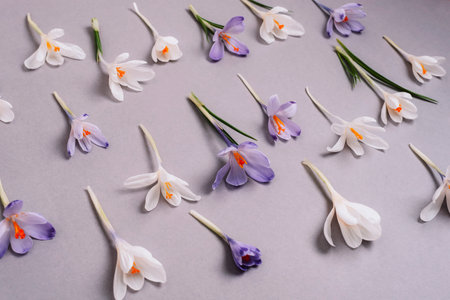 Festive floral background with white and purple crocuses on gray background. Spring concept.の写真素材