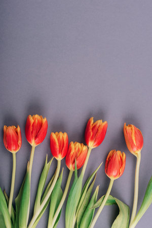 Red tulip flowers on gray background. Spring holidays concept. Top view, flat lay, copy space.の写真素材