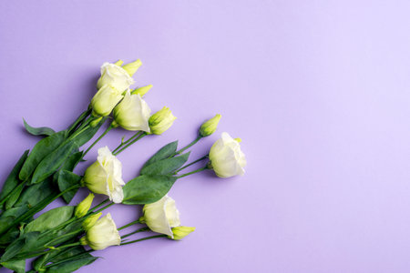 Eustoma white flowers on purple background, top view. Festive background, flat lay, copy space.の写真素材