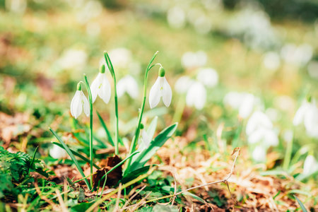 Snowdrops growing in a forest, spring flowers. Selective focus, shallow depth of field.の写真素材