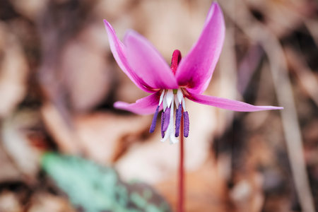 Dogtooth purple flowers, close up. Selective focusの写真素材