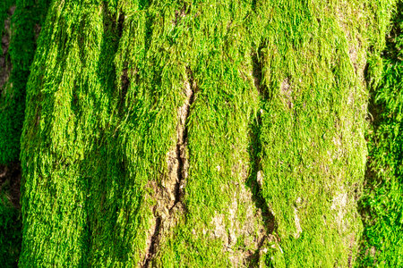 Tree bark with green moss. Background, textureの写真素材