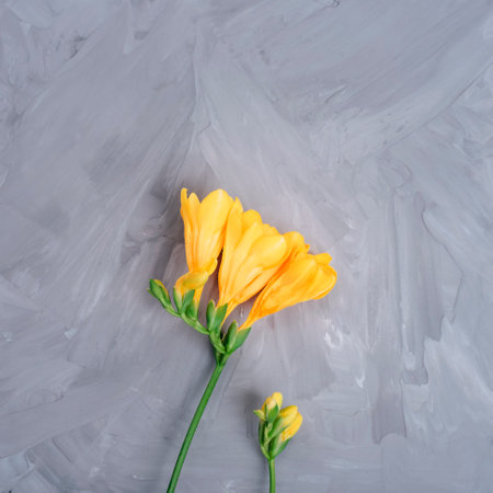Yellow freesia flower on gray concrete background. Top view, flat lay.の写真素材