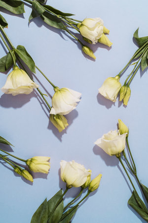 White eustoma flowers on purple background in sunlight. Top view, flat lay.の写真素材