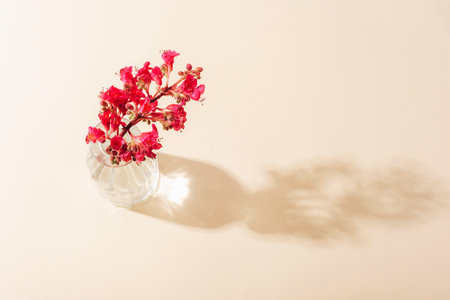 Red Horse Chestnut flower, Aesculus x carnea Fort McNair in glass vase in sunlight. Top view.の写真素材