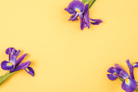 Three purple iris flowers on yellow background with copy space. Top view, flat lay.