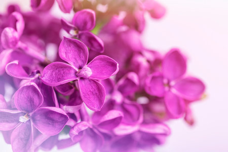 Beautiful purple lilac flowers. Macro, close up.の写真素材