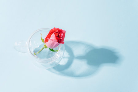 Pink rose in a glass cup in sunlight, top view
